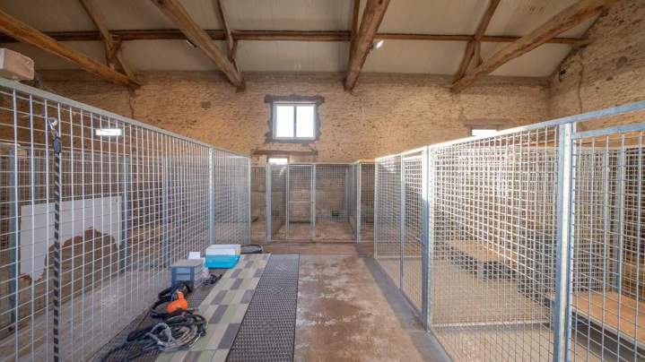 Pension pour chiens de toutes races