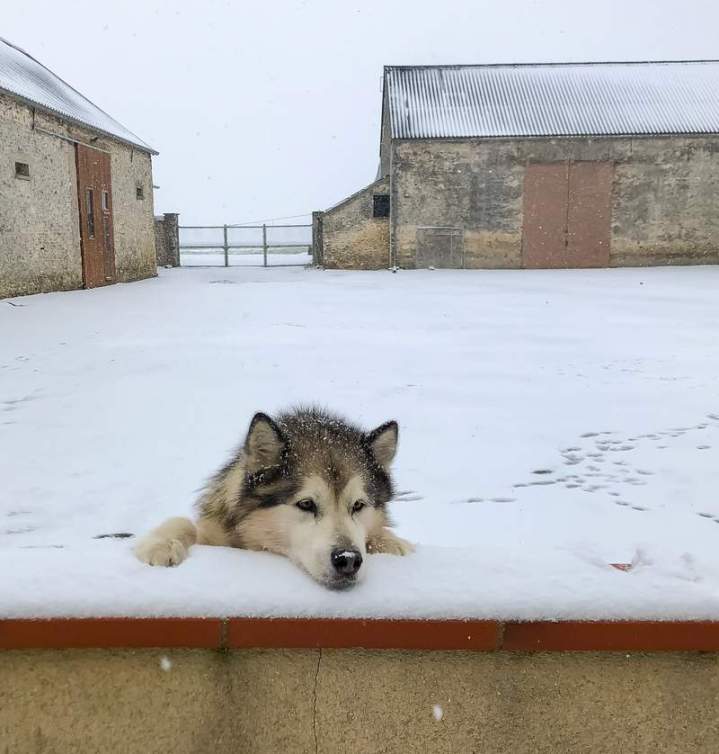 Pension canine Richarville